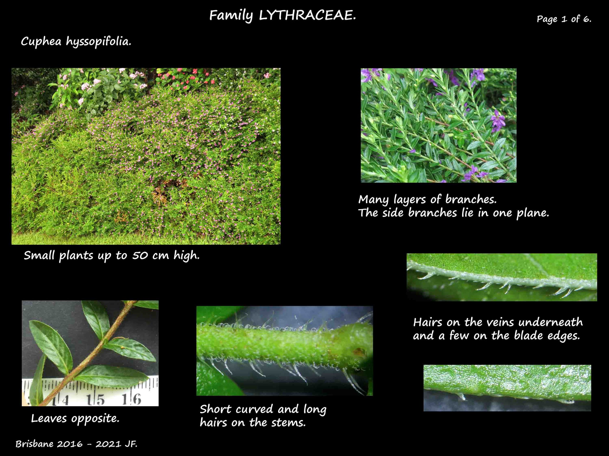 1 False Heather plants, stems & leaves